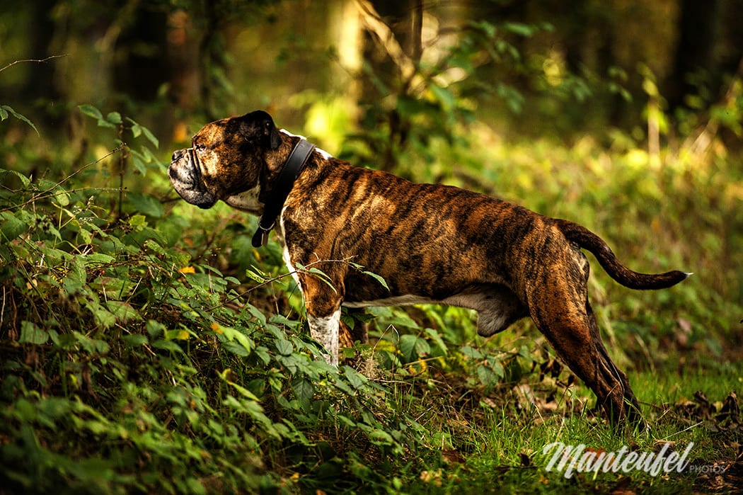 französische bulldogge hundefotografie wald herbst fotoshooting